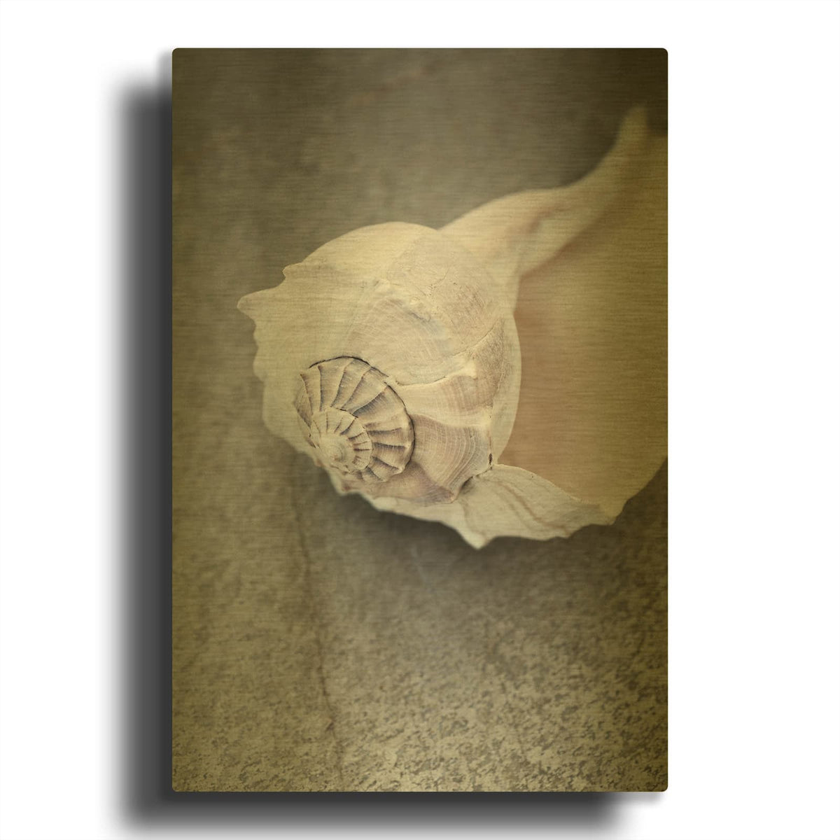 'Conch on Grey Stone' By Elena Ray Gold Metal Wall Art
