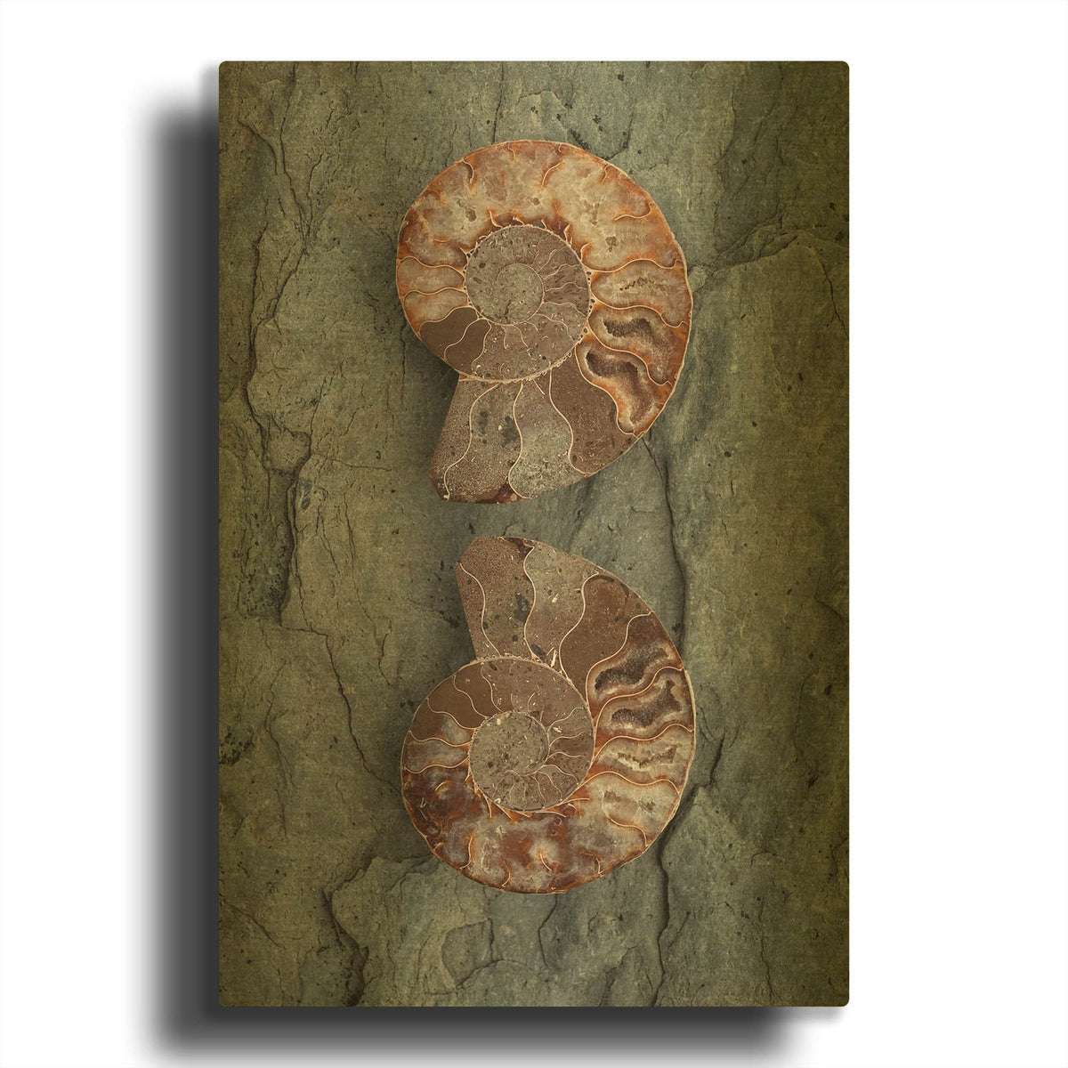 'Crystallized Ammonites' By Elena Ray Gold Metal Wall Art