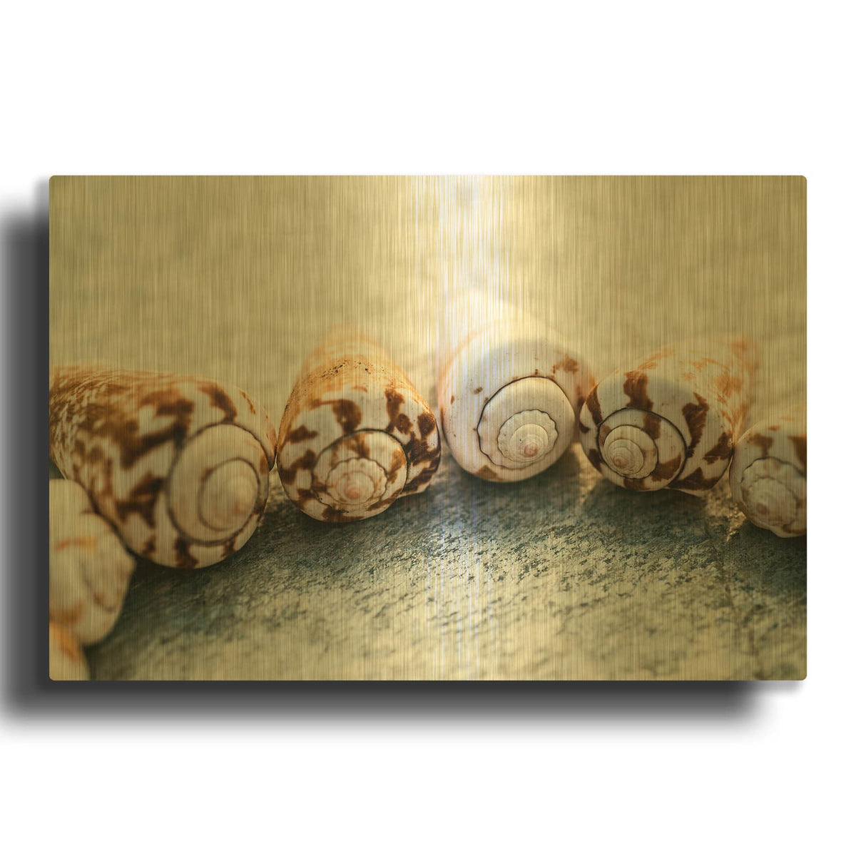 'Spiral Seashells' By Elena Ray Gold Metal Wall Art