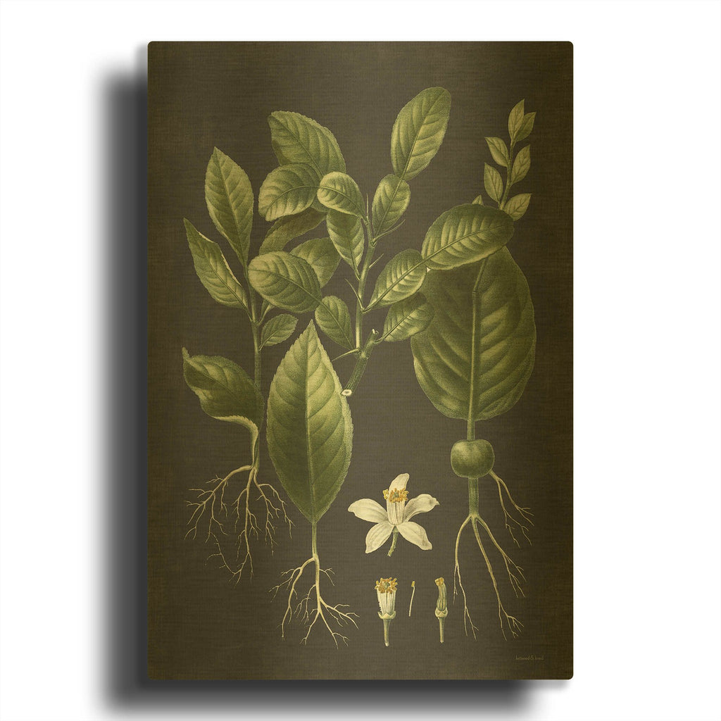'Citrus Botanical' By Lettered Gold Metal Wall Art