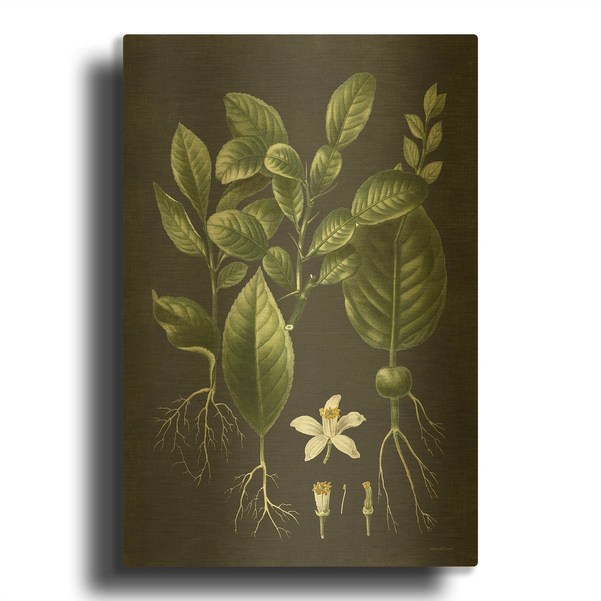 'Citrus Botanical' By Lettered Gold Metal Wall Art