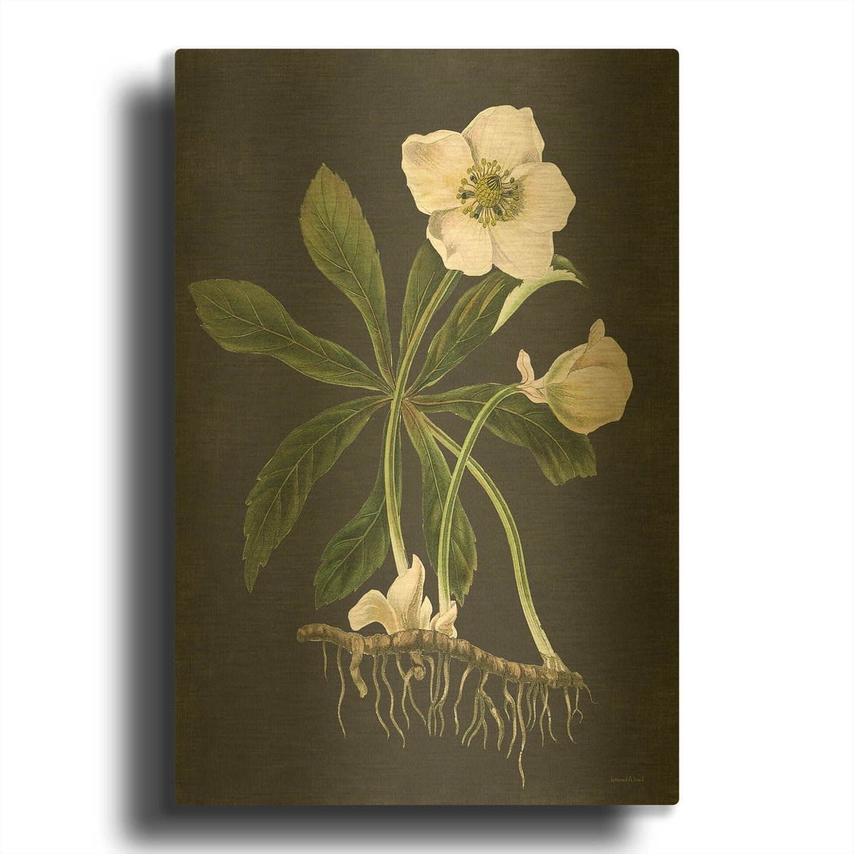 'Hellebore' By Lettered Gold Metal Wall Art