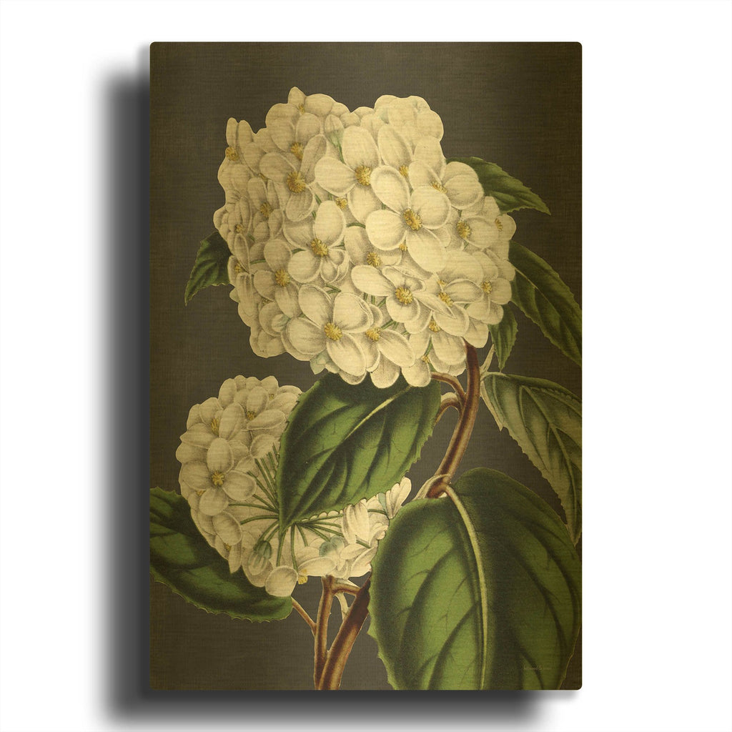 'Hydrangea' By Lettered Gold Metal Wall Art