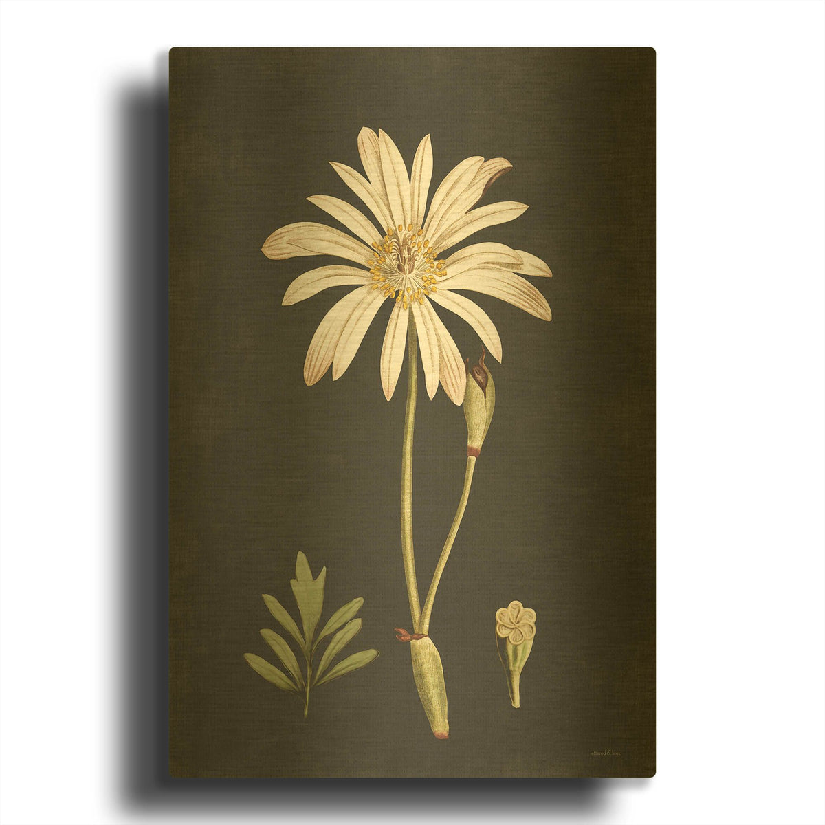 'Naturalist Bloom Study' By Lettered Gold Metal Wall Art