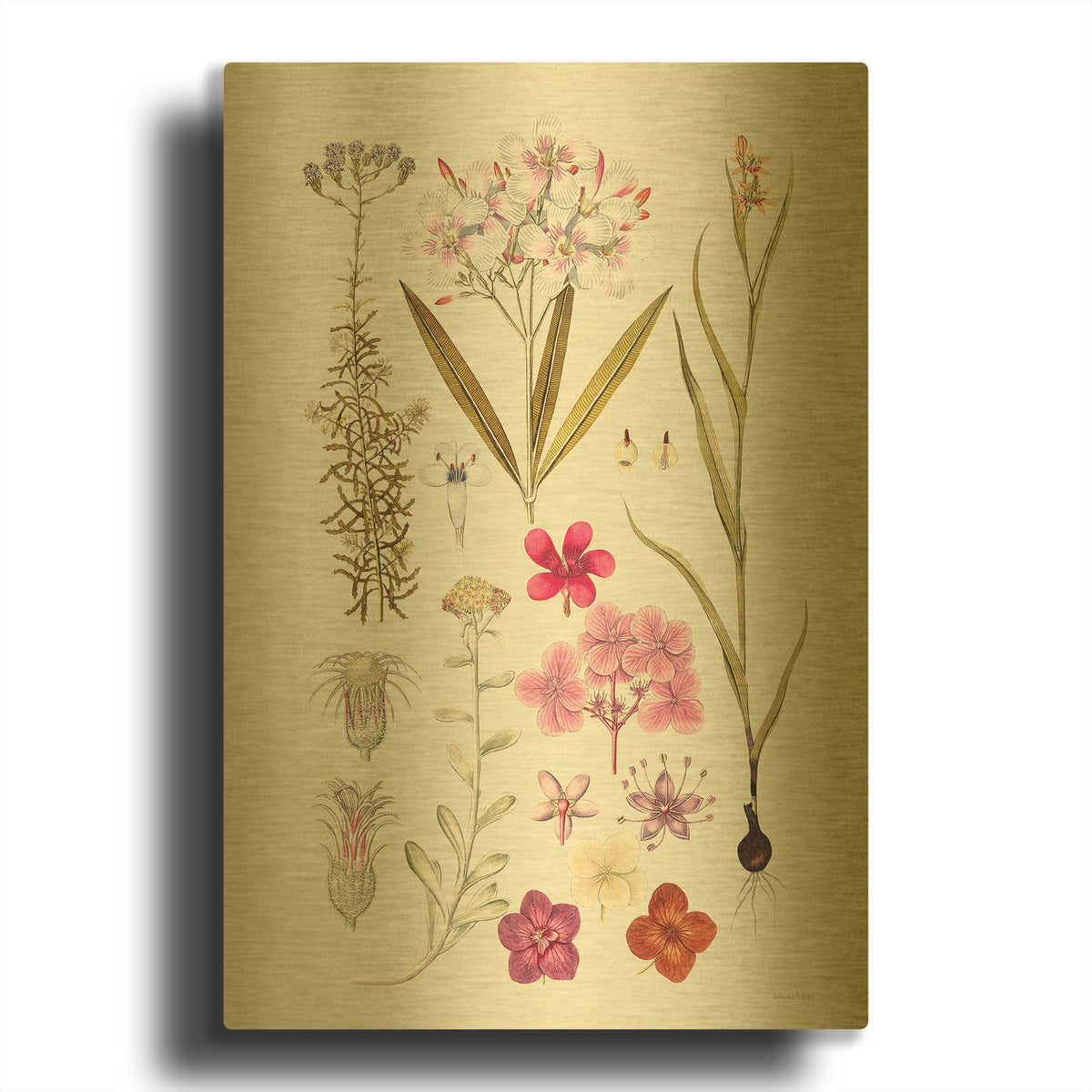 'Vintage Bloom Study' By Lettered Gold Metal Wall Art