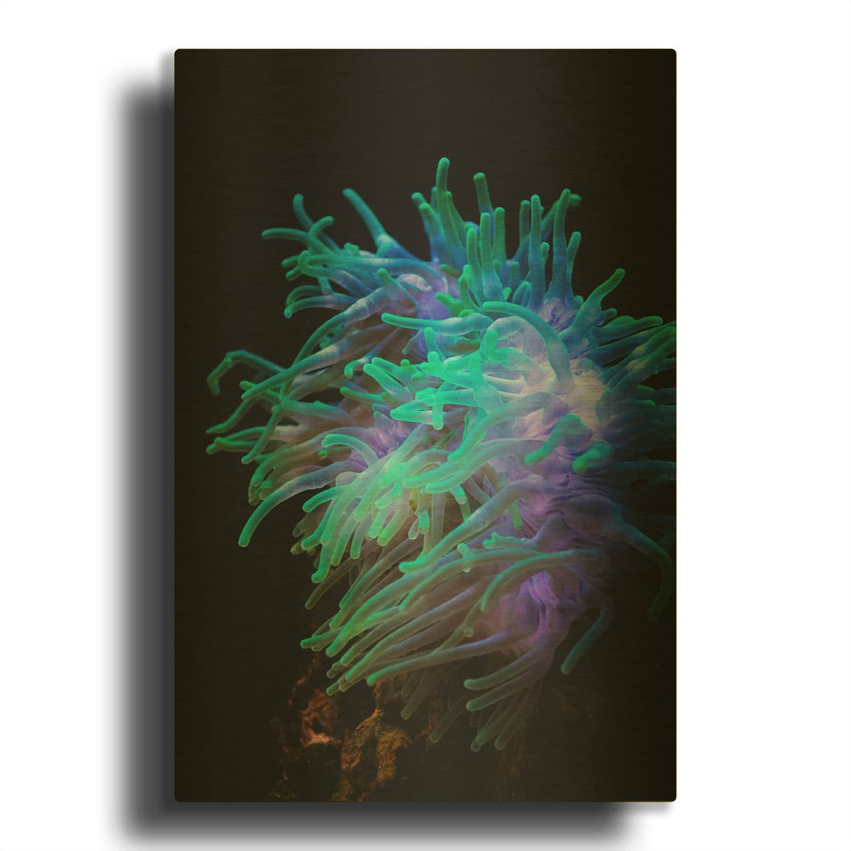 'Actinia' By Luxe Gold Metal Wall Art