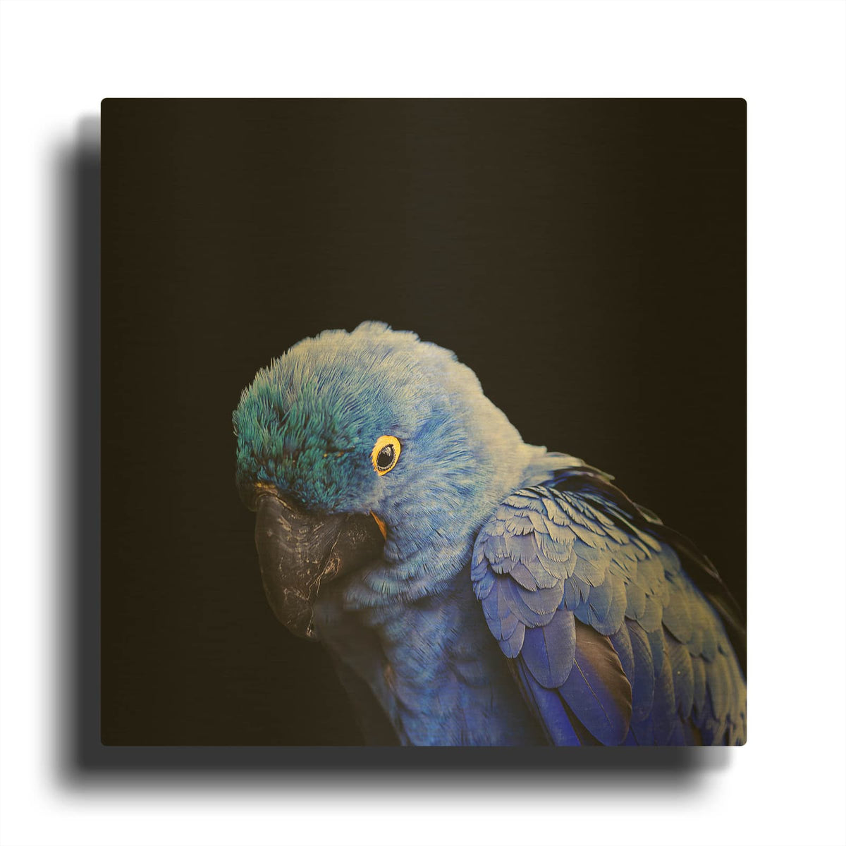 'Blue Quill' By Luxe Gold Metal Wall Art