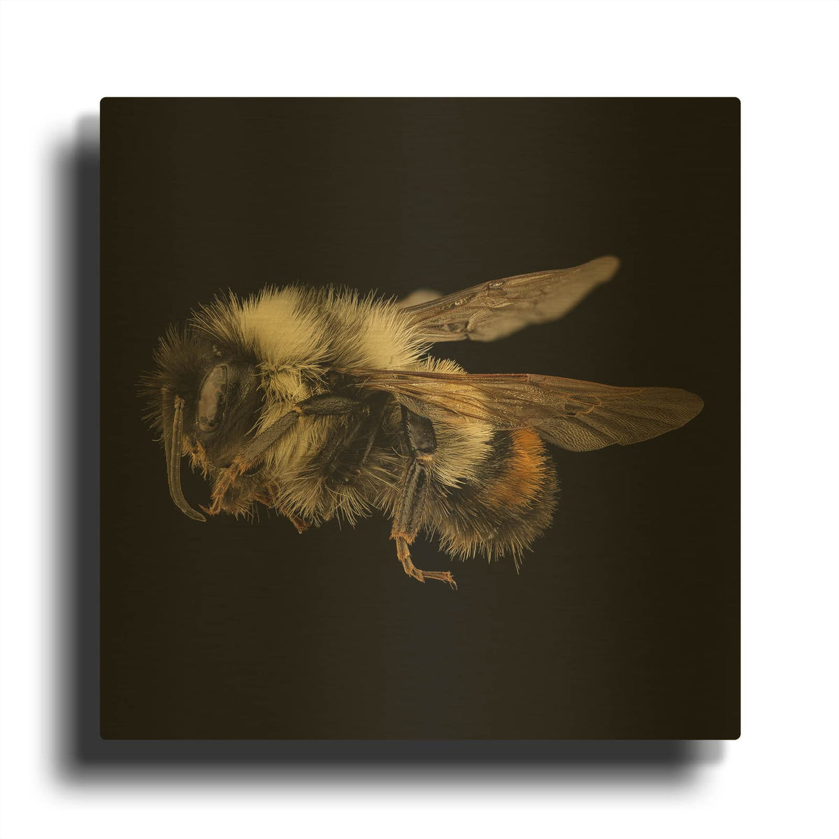 'Fuzzy Buzzy' By Luxe Gold Metal Wall Art