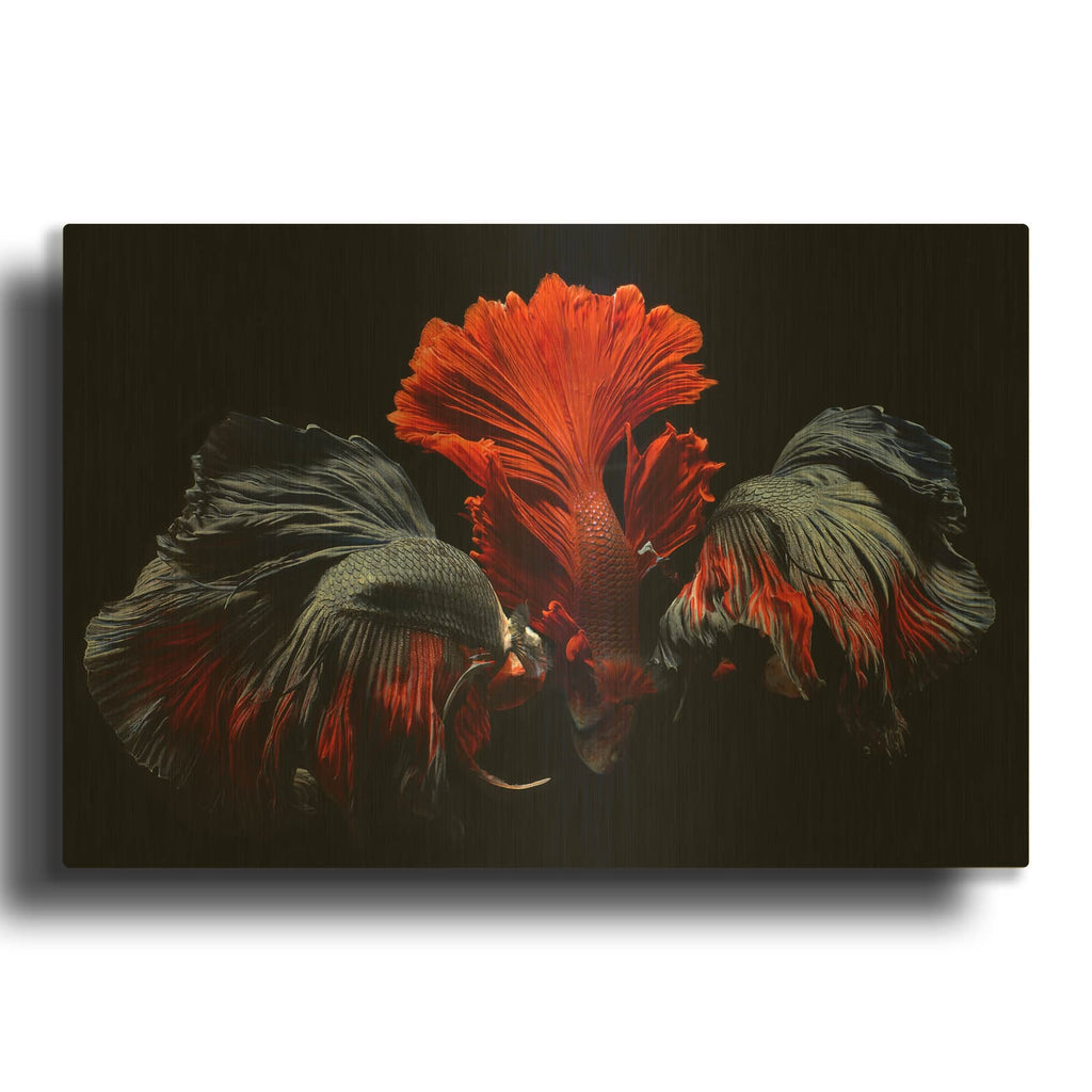 'Siamese Fighting Fish' By Luxe Gold Metal Wall Art
