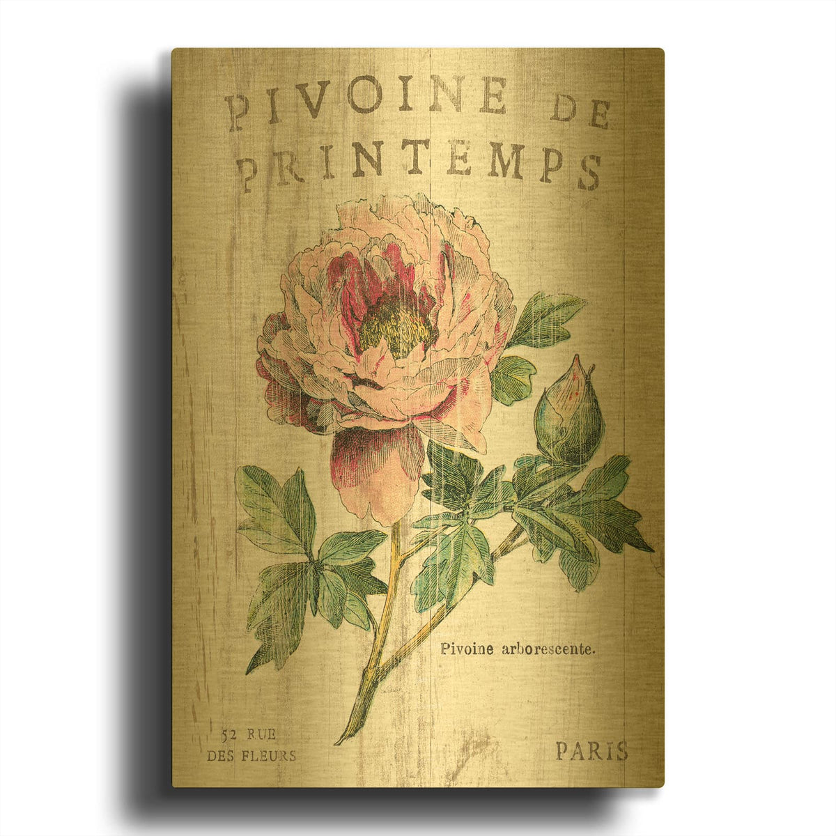 'Pivoine de Printemps' By Sue Schlabach Gold Metal Wall Art