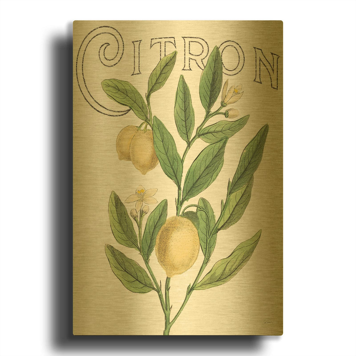 'Classic Citrus V Light' By Sue Schlabach Gold Metal Wall Art