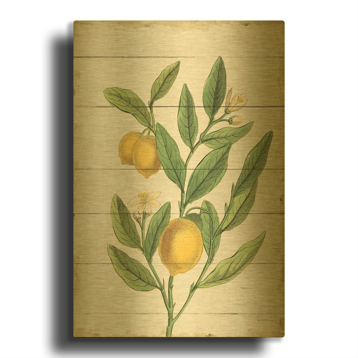 'Classic Citrus V Shiplap No Words' By Sue Schlabach Gold Metal Wall Art