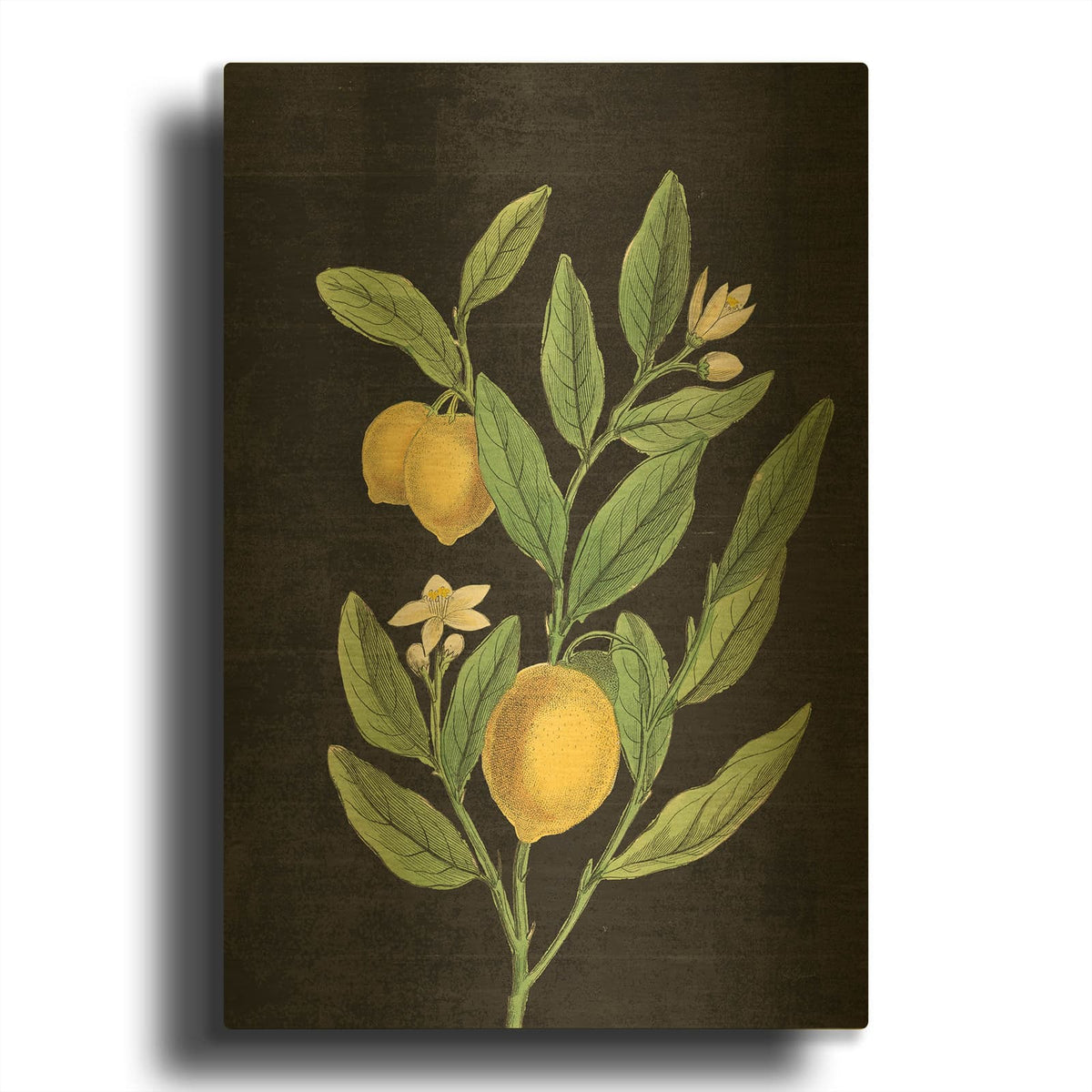 'Classic Citrus V Black No Words' By Sue Schlabach Gold Metal Wall Art