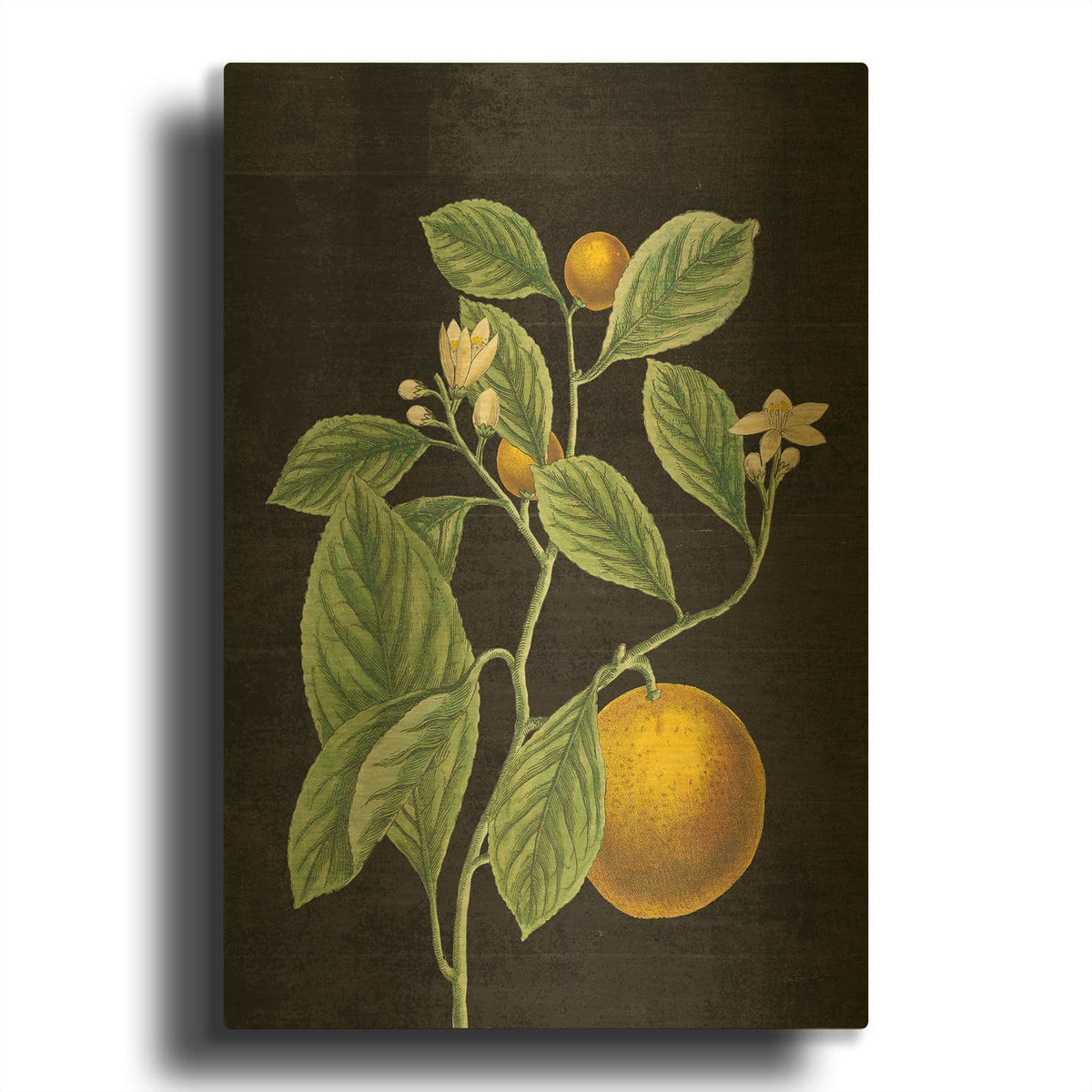 'Classic Citrus VI Black No Words' By Sue Schlabach Gold Metal Wall Art