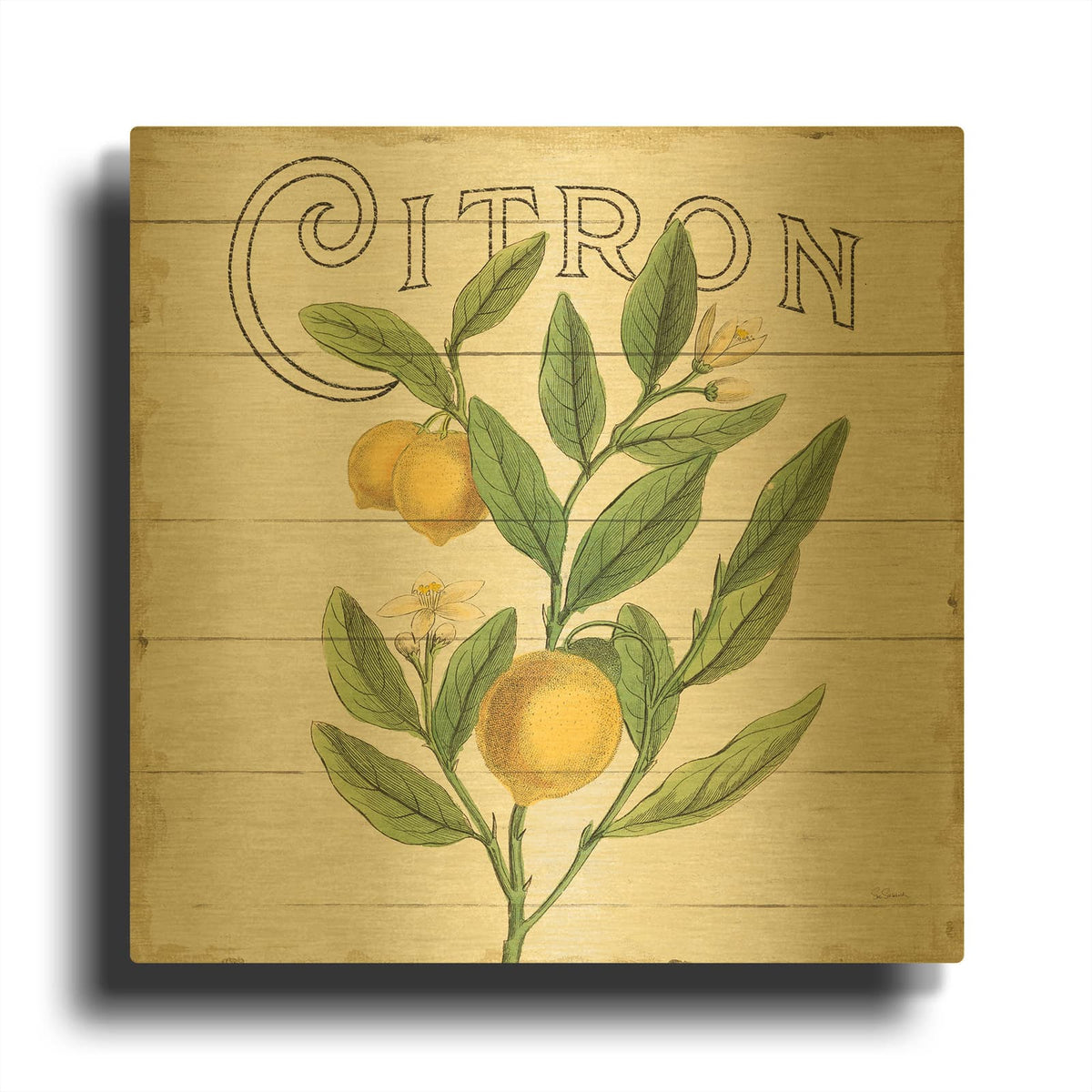 'Classic Citrus V Shiplap Sq' By Sue Schlabach Gold Metal Wall Art