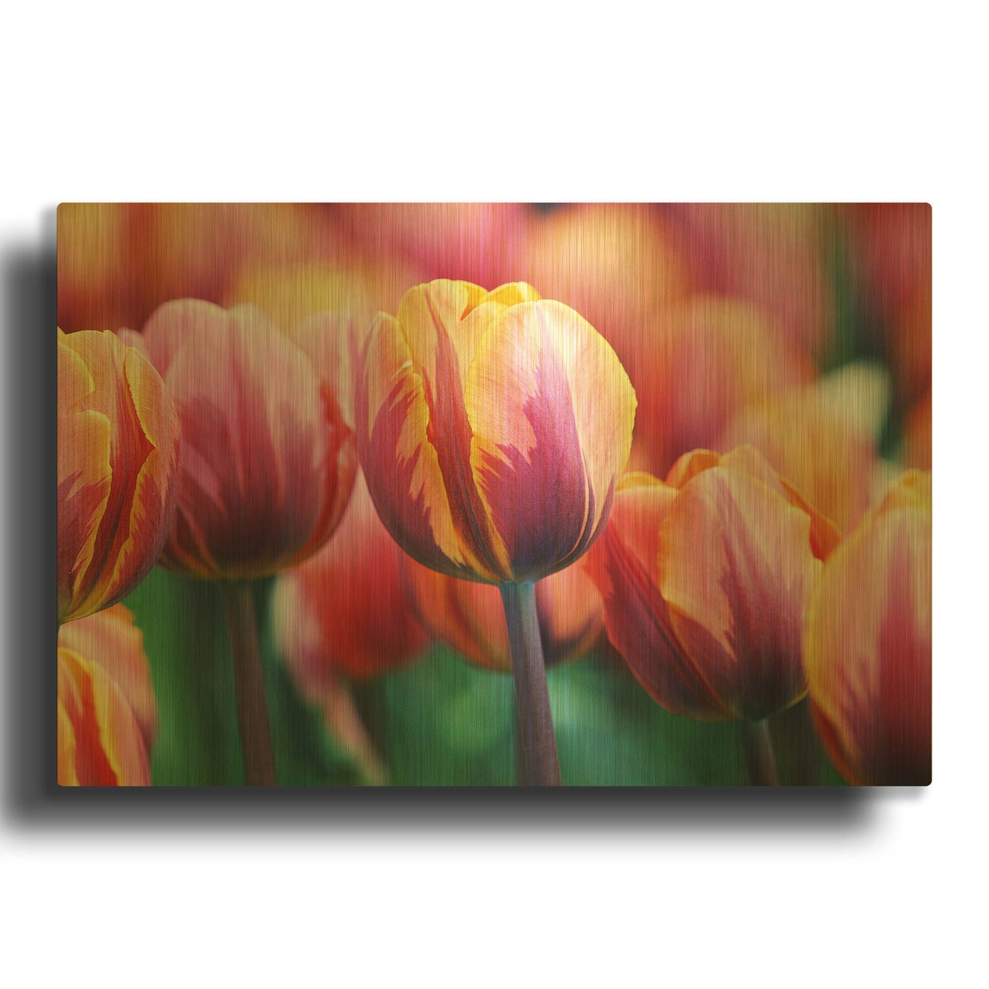 'Big Love Tulips' By Clive Branson Gold Metal Wall Art