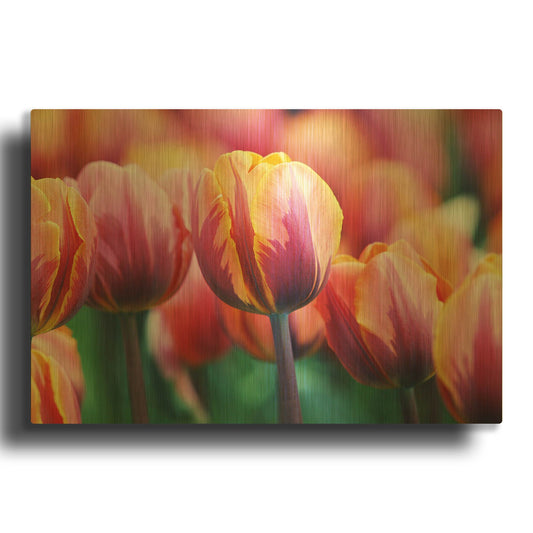 'Big Love Tulips' By Clive Branson Gold Metal Wall Art