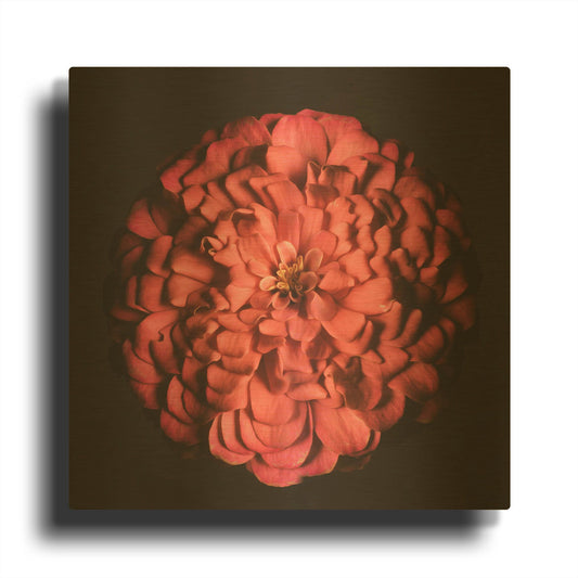 'Portrait of a Zinnia' By Leah McLean Gold Metal Wall Art