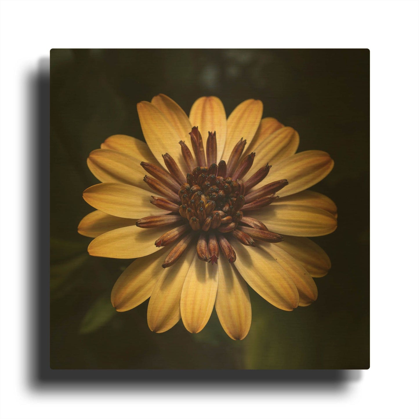 'Sunny Bloom' By Leah McLean Gold Metal Wall Art
