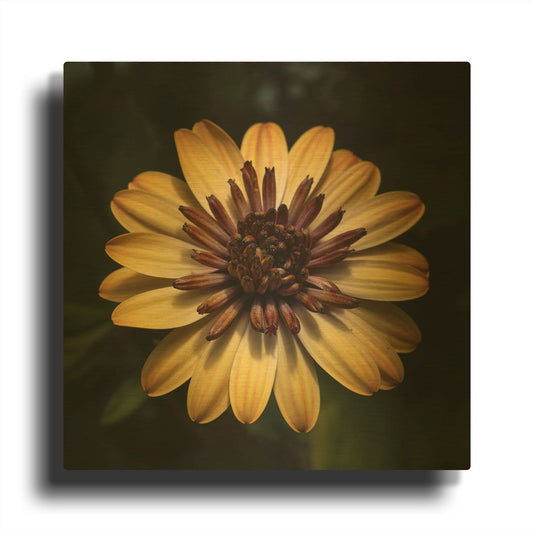 'Sunny Bloom' By Leah McLean Gold Metal Wall Art