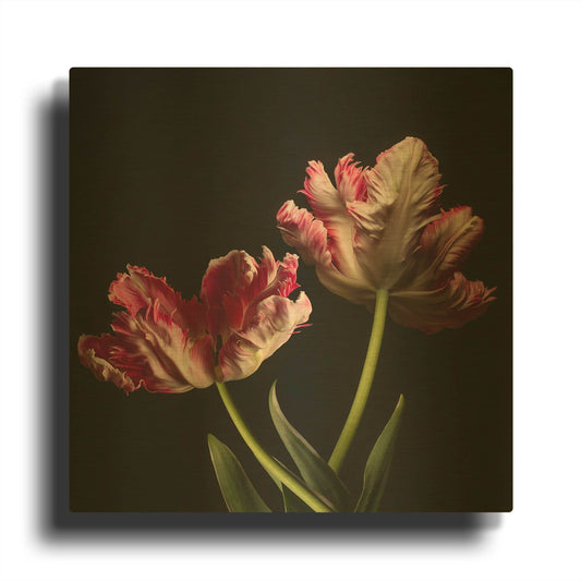 'Open Bloomed Tulips' By Leah McLean Gold Metal Wall Art