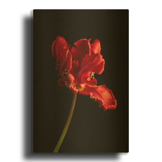'Rippled Red Beauty' By Leah McLean Gold Metal Wall Art