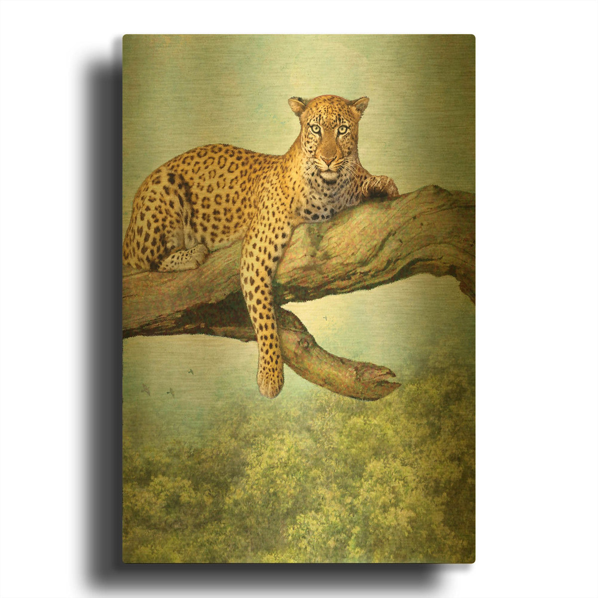 'Queen Of Air Leopard' By Dan Craig Gold Metal Wall Art