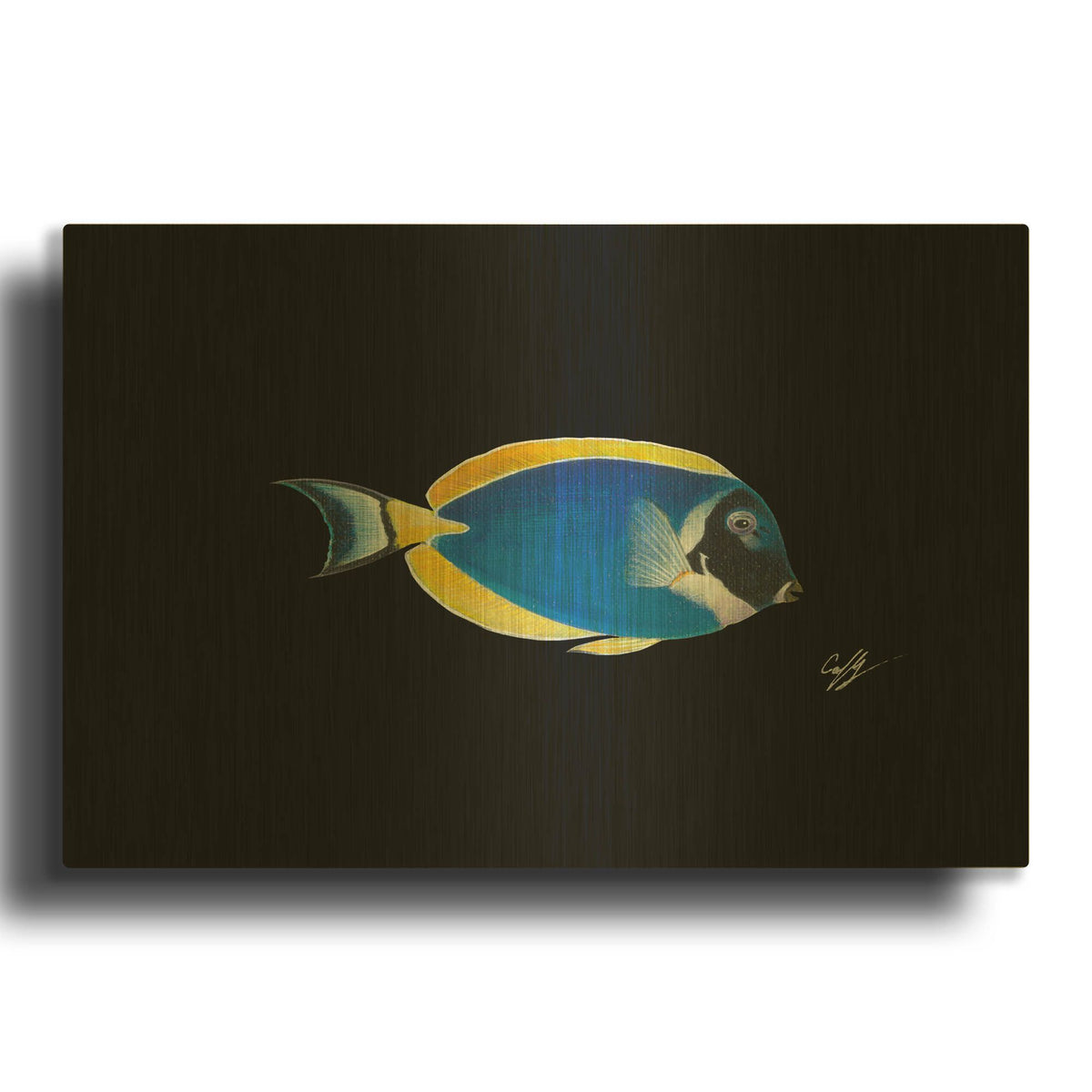 'Powder Blue Tang on Black' By Durwood Coffey Gold Metal Wall Art