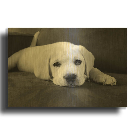 'Finn' By Kim Levin Gold Metal Wall Art