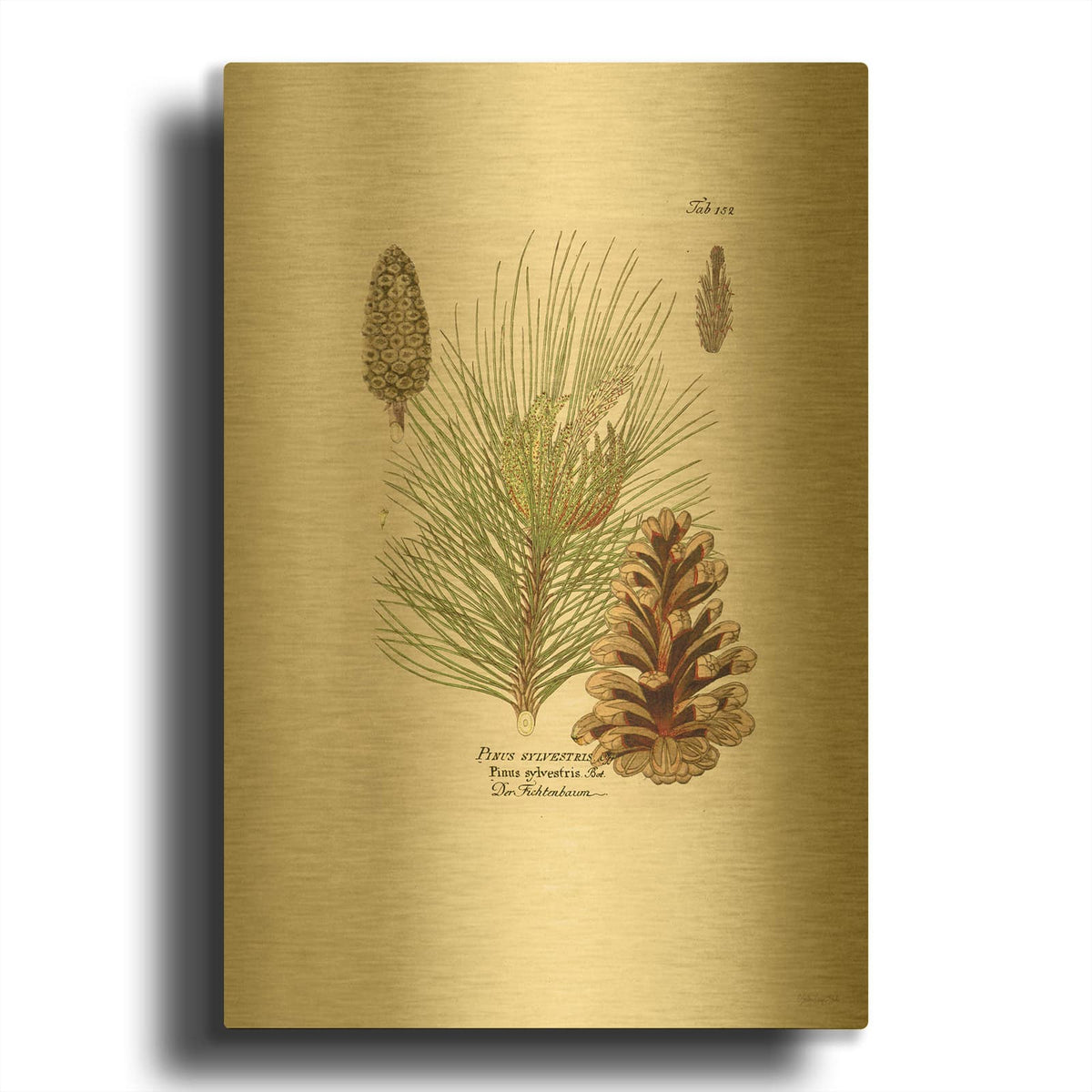 'Vintage Pine Cone' By Stellar Design Studio Gold Metal Wall Art