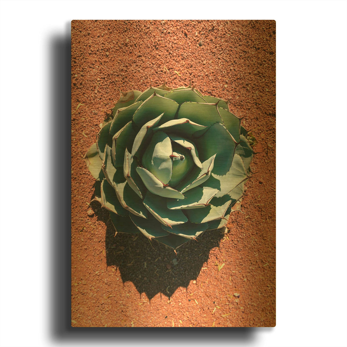 'Utah - Cactus 3' By AKG Gold Metal Wall Art