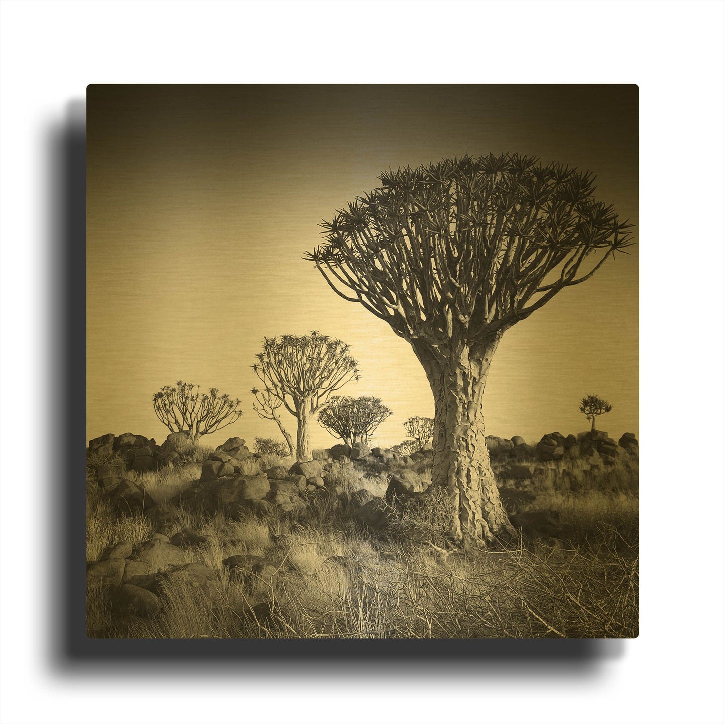 'Namibia Quiver Trees' By Nina Papiorek Gold Metal Wall Art