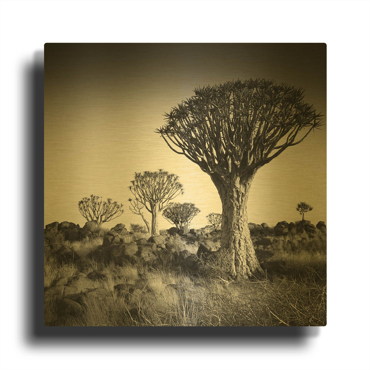 'Namibia Quiver Trees' By Nina Papiorek Gold Metal Wall Art