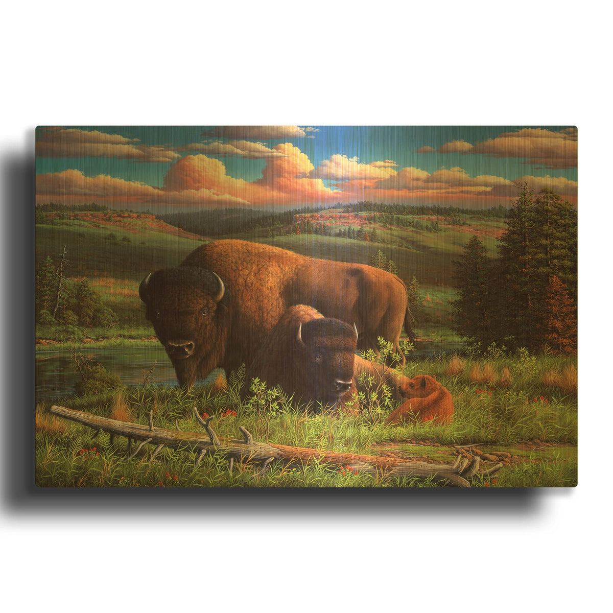 'Buffalo Nation' By R. Hed Gold Metal Wall Art