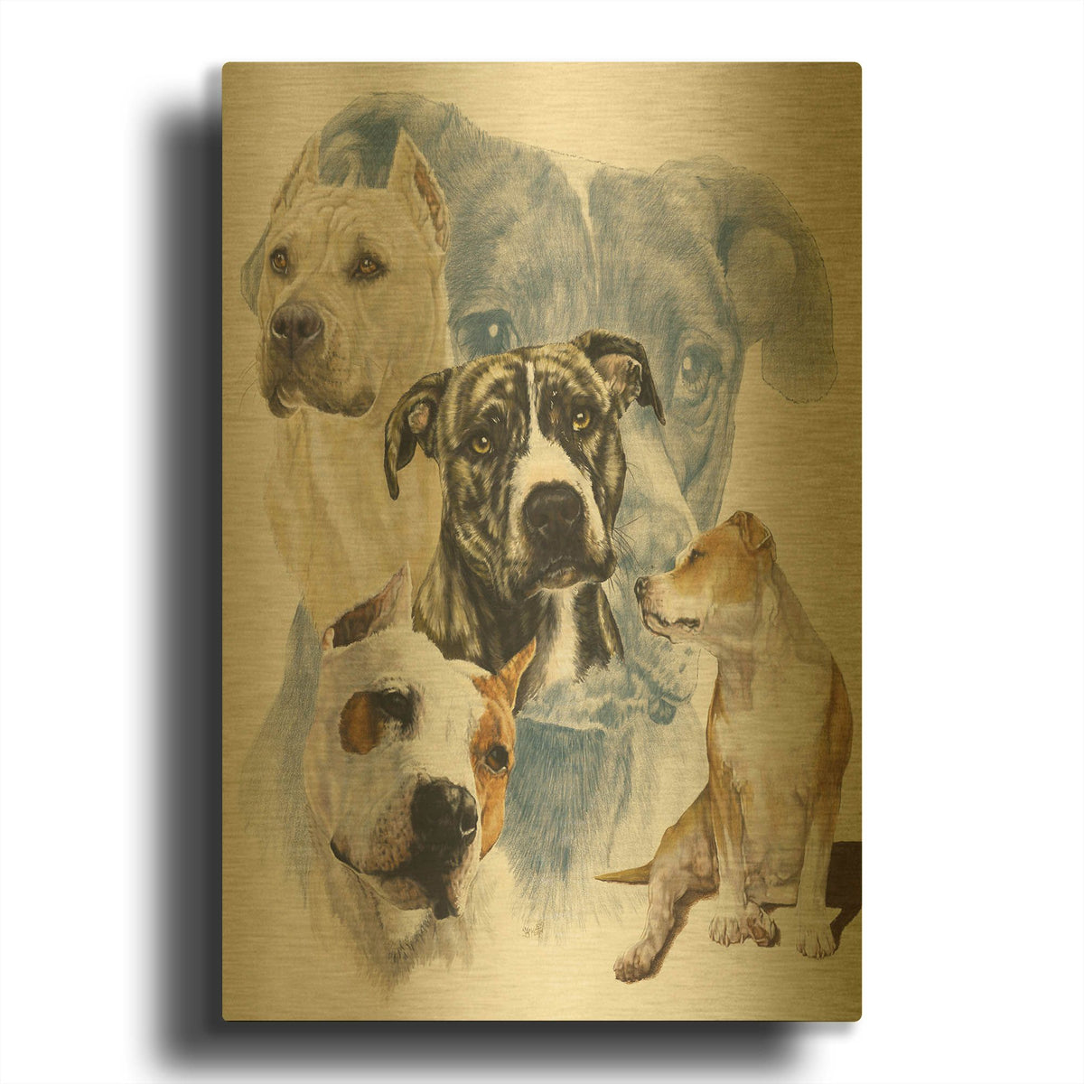 'American Staffordshire Terrier' By Barbara Keith Gold Metal Wall Art