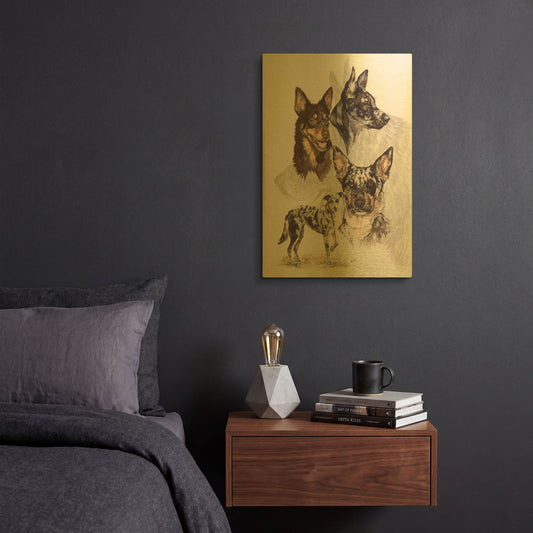 'Australian Koolies' By Barbara Keith Gold Metal Wall Art
