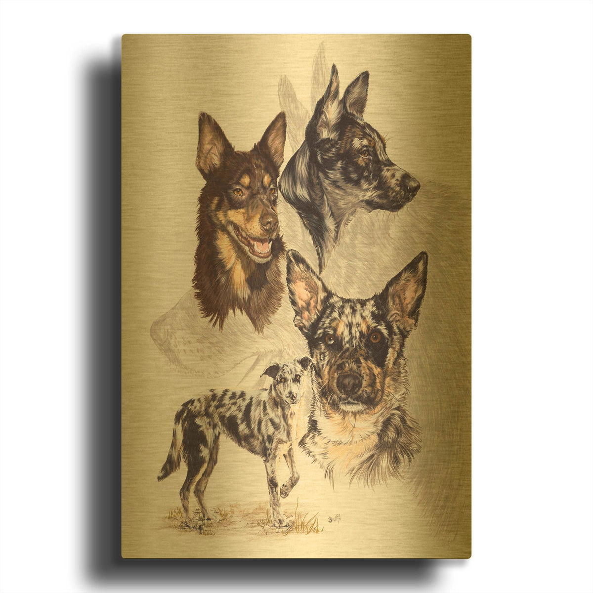 'Australian Koolies' By Barbara Keith Gold Metal Wall Art