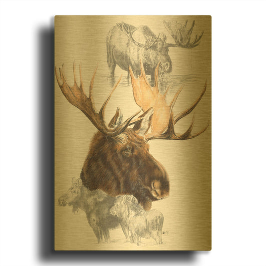 'Moose' By Barbara Keith Gold Metal Wall Art