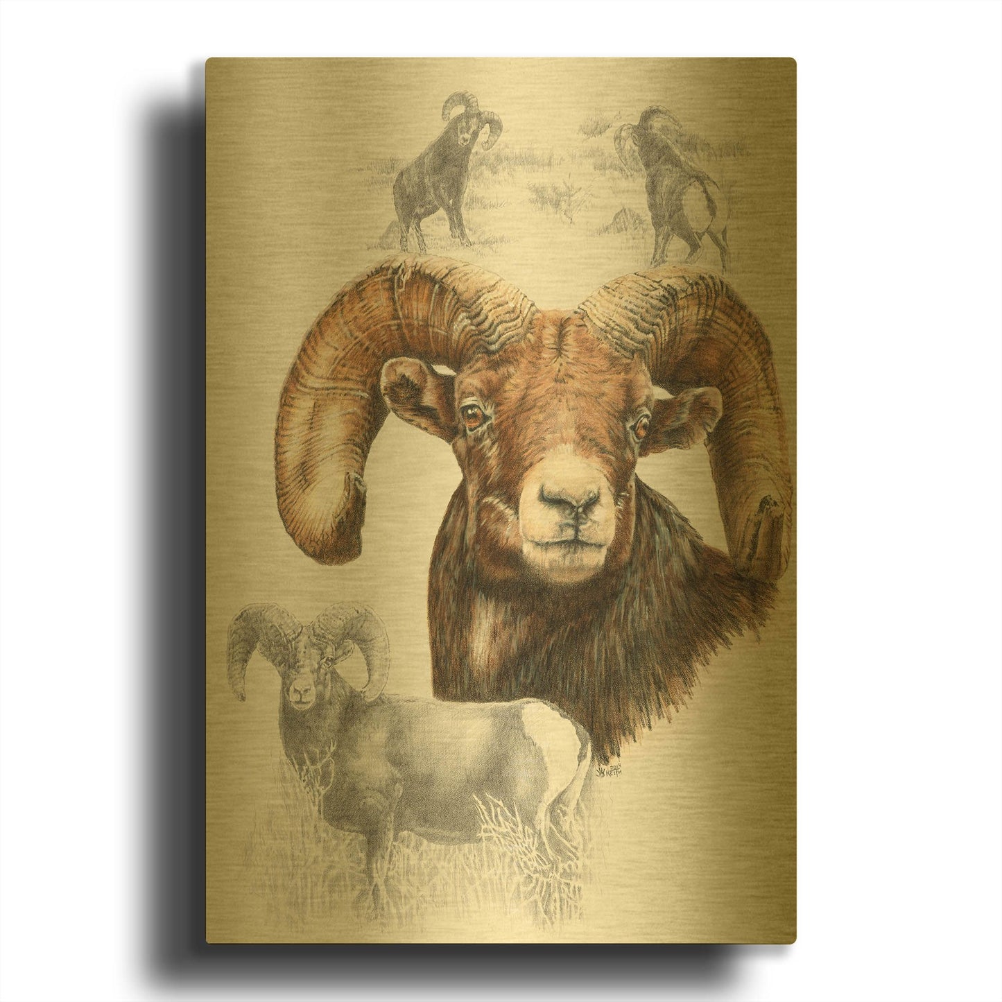 'Big Horn Sheep' By Barbara Keith Gold Metal Wall Art
