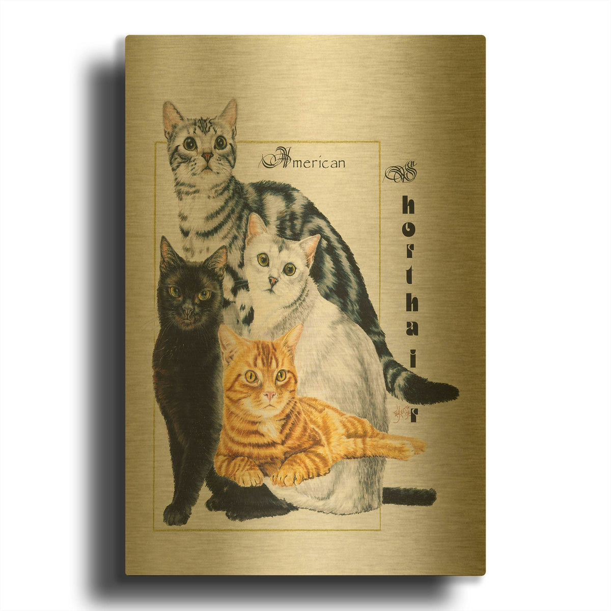 'American Shorthair' By Barbara Keith Gold Metal Wall Art