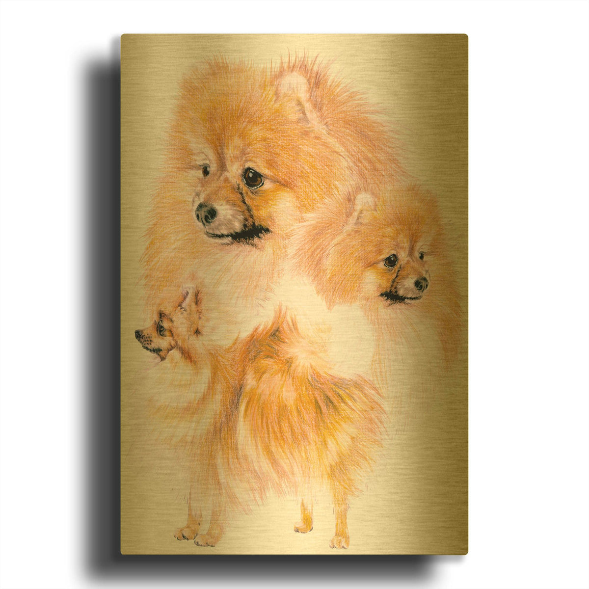 'Pomeranian' By Barbara Keith Gold Metal Wall Art