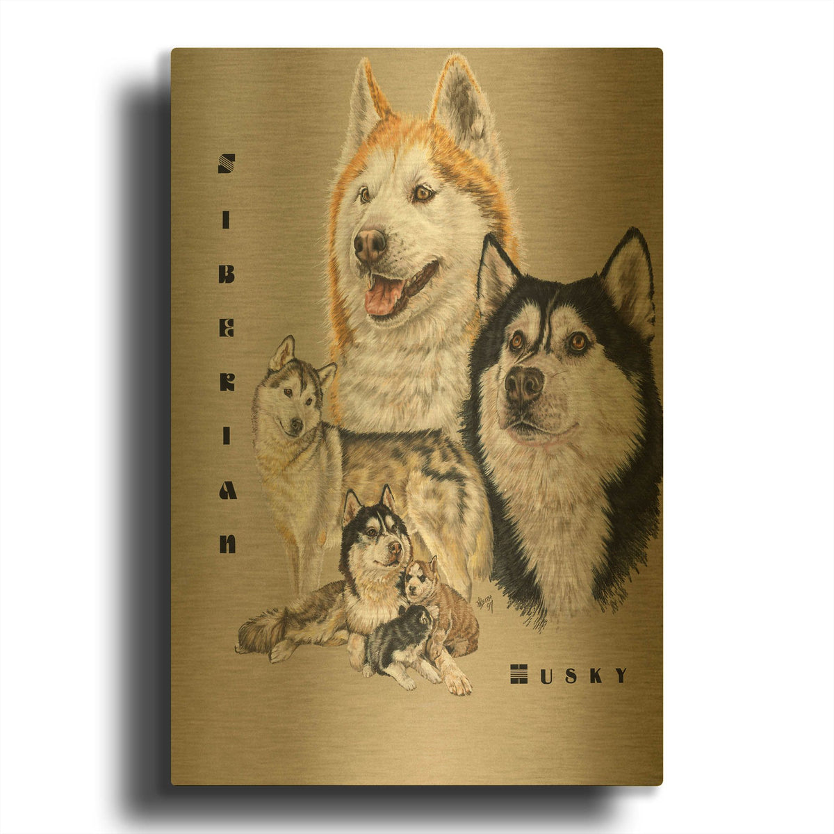 'Siberian Husky' By Barbara Keith Gold Metal Wall Art