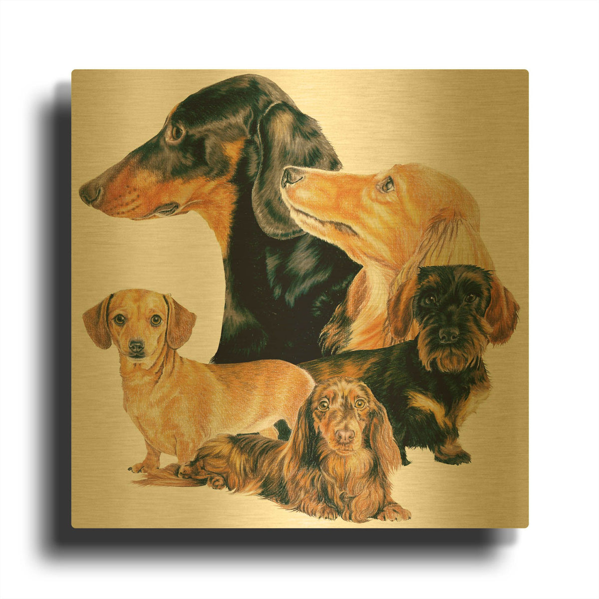 'Dachshund 2' By Barbara Keith Gold Metal Wall Art