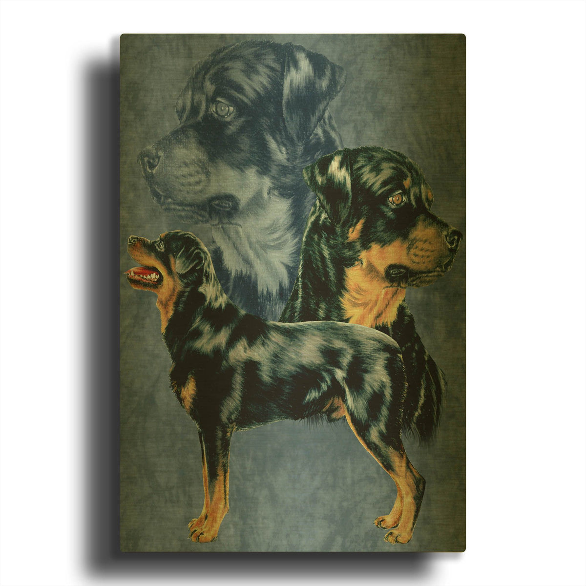 'Rottweiller' By Barbara Keith Gold Metal Wall Art