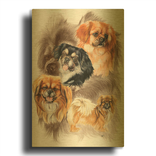 'Tibetan Spaniel 2' By Barbara Keith Gold Metal Wall Art