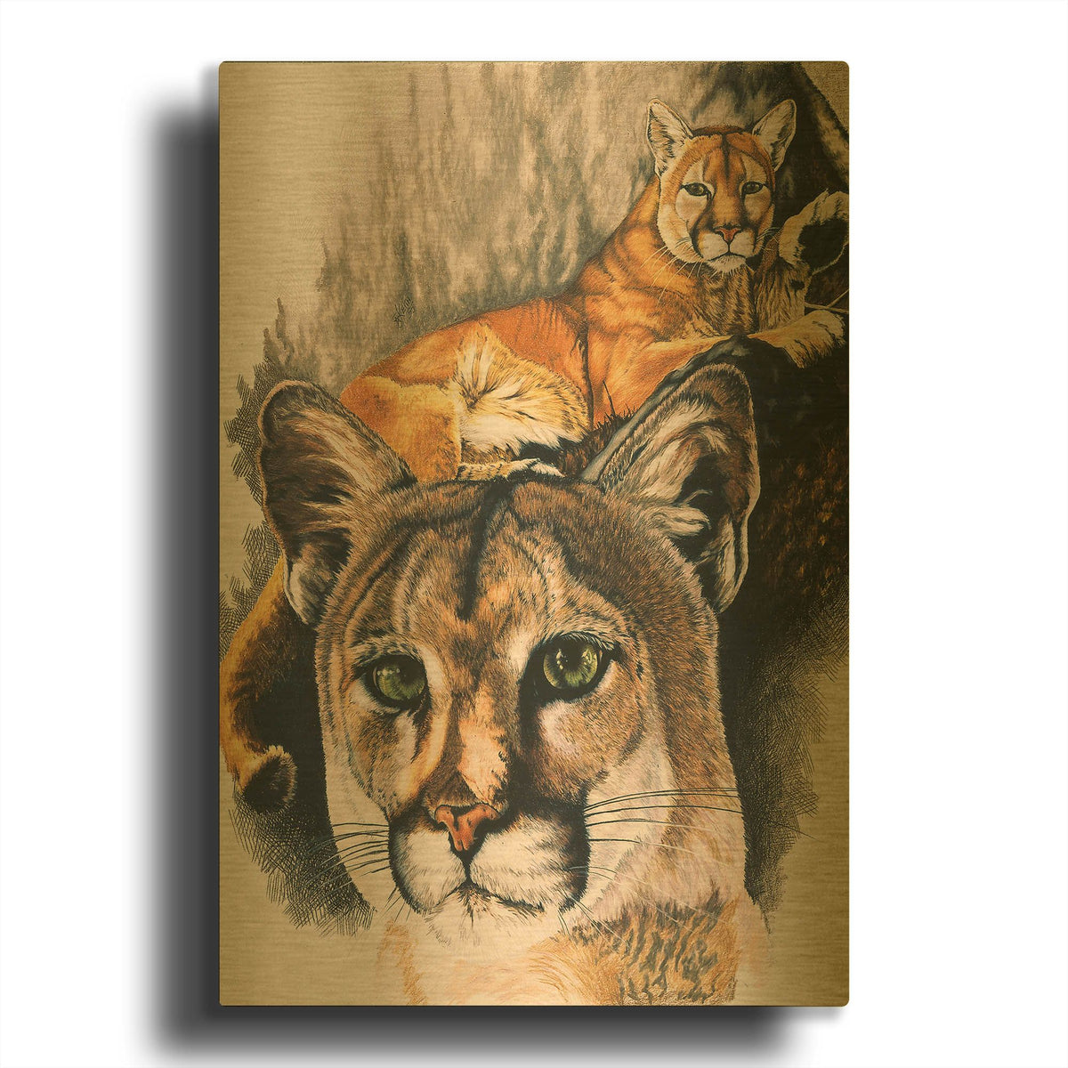'Felis Concolor Cory' By Barbara Keith Gold Metal Wall Art