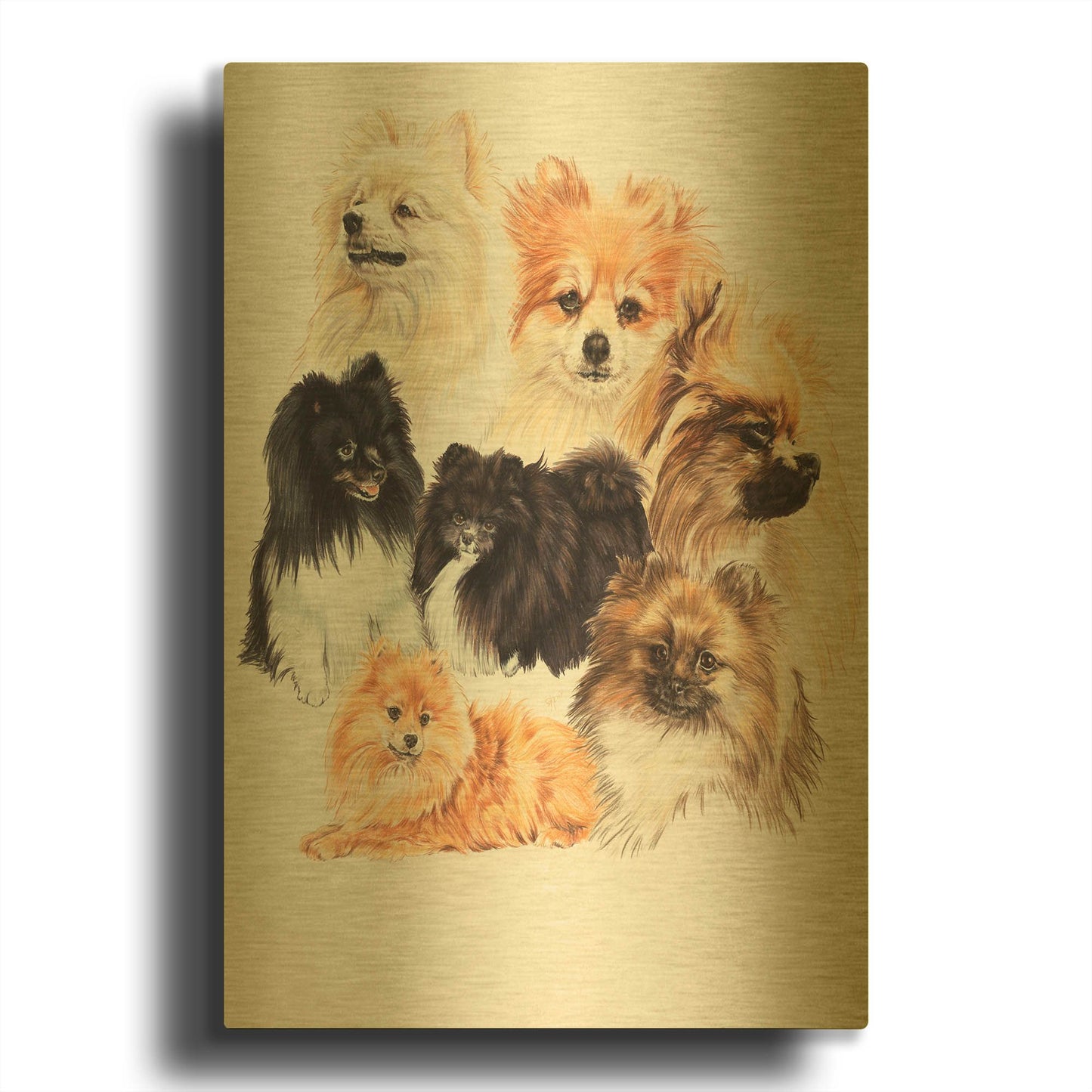 'Pomeraneian' By Barbara Keith Gold Metal Wall Art