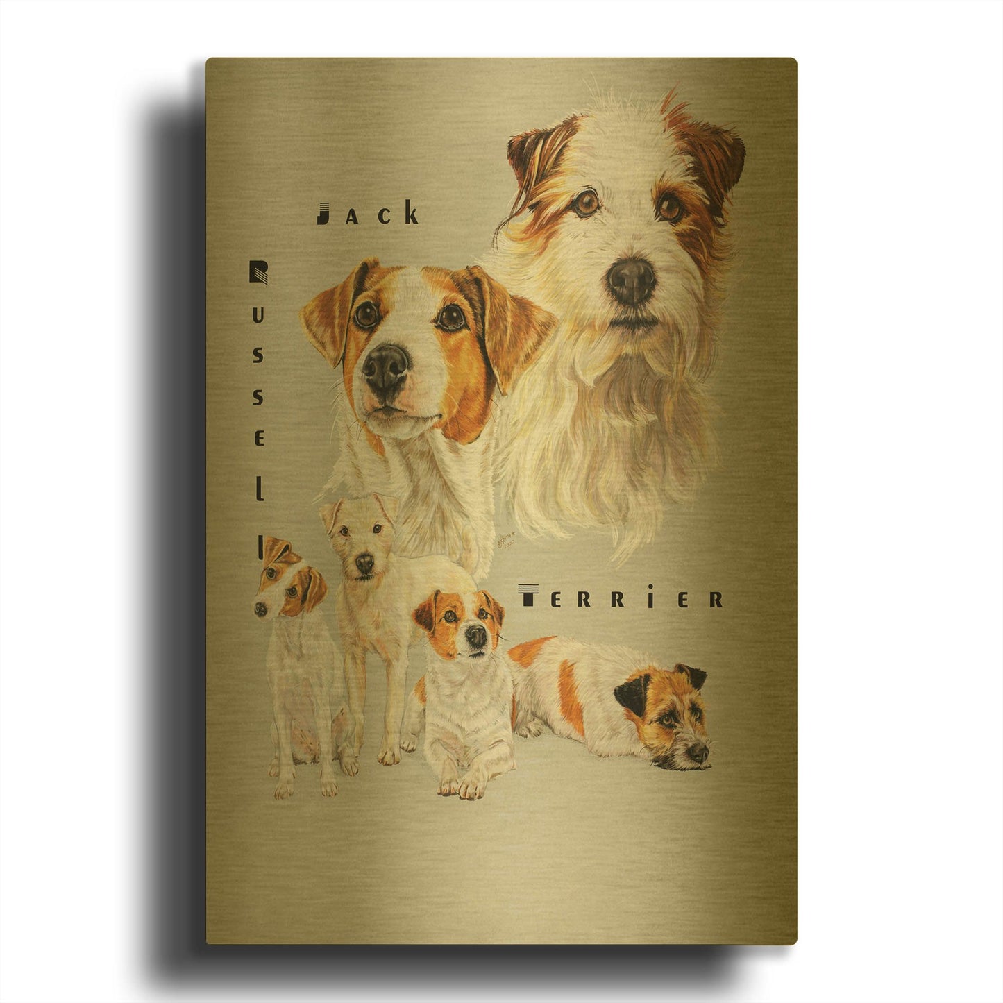 'Jack Russell Terrier' By Barbara Keith Gold Metal Wall Art