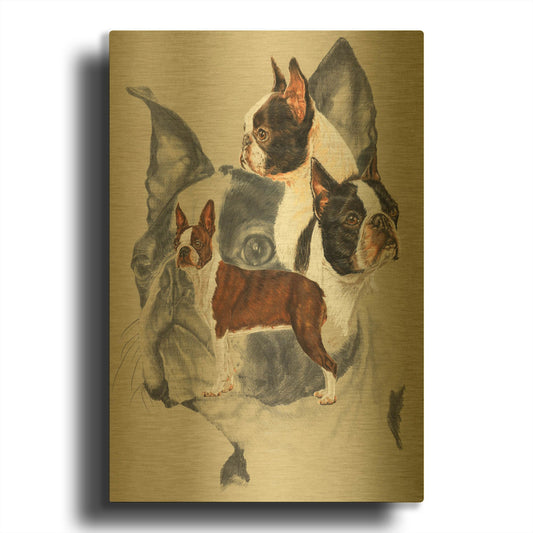'Boston Terrier 2' By Barbara Keith Gold Metal Wall Art
