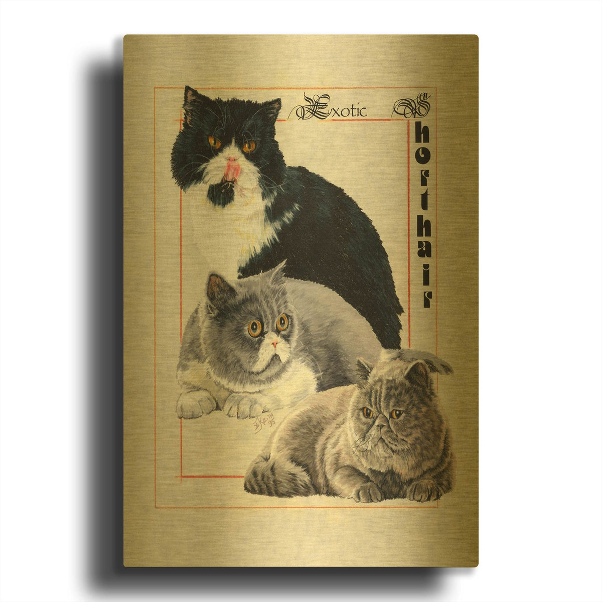 'Exotic Shorthair' By Barbara Keith Gold Metal Wall Art